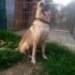 Balto incrocio pastore