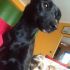 Stellina
