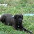Agata cane corso