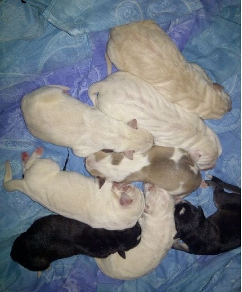 REGALASI CUCCIOLI LABRADOR(PAPA') LUPO(MAMMA)