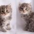 Due Gattini Blu Siberiano Tabby