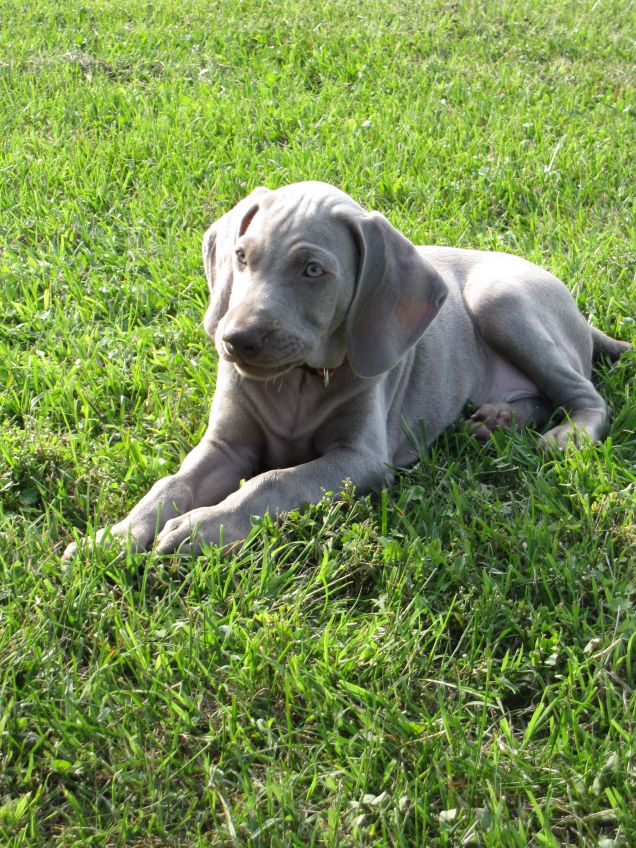 Jasper