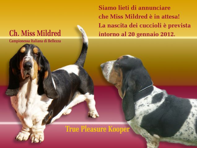 Miss Mildred aspetta i cuccioli...