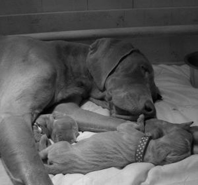 Vendo Cuccioli weimaraner