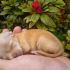 dog sitter/pet sitter socia ENPA referenze professionali