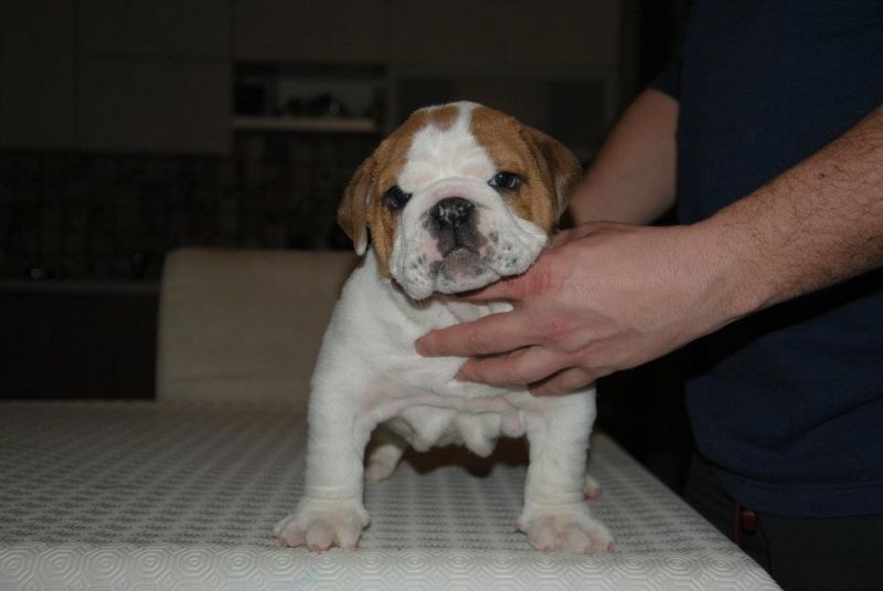 VENDESI BULLDOG MASCHIO