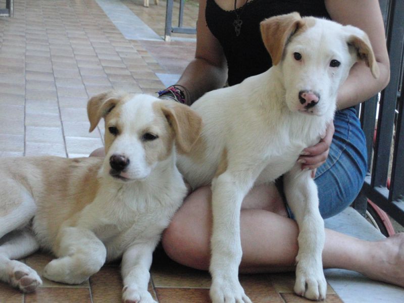 cuccioli cercano amorevoli amici che li adottino