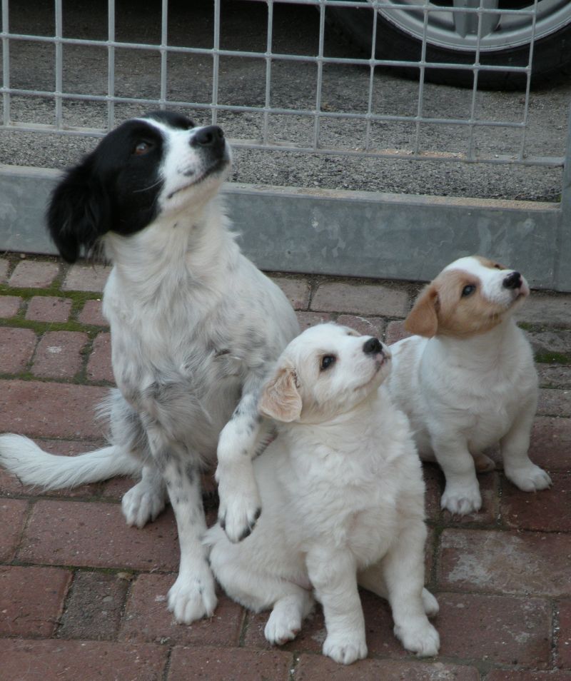 cuccioli meraviglia