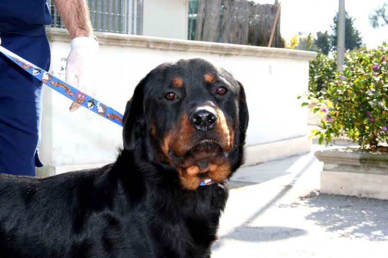 Duk dolce cucciolone in cerca di una famiglia che lo ami