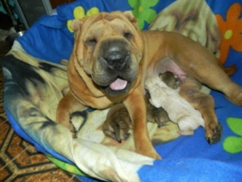 Shar-pei cuccioli