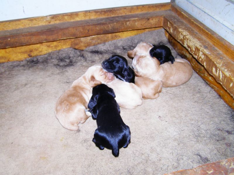 cocker spaniel inglese