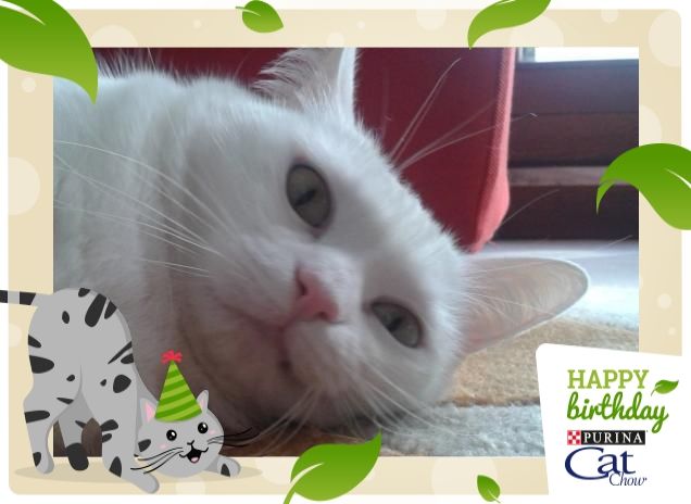 #HappyBirthdayCatChow!!! a tutti i mici pelosi del mondo!!