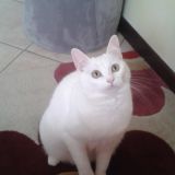 Elisa