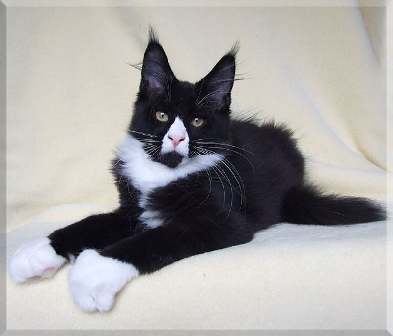 cuccioli di maine coon