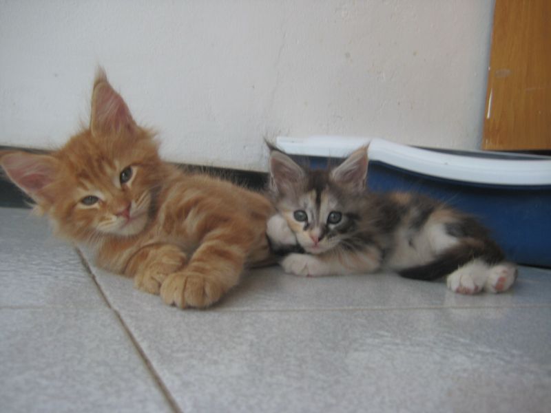 cuccioli di maine coon