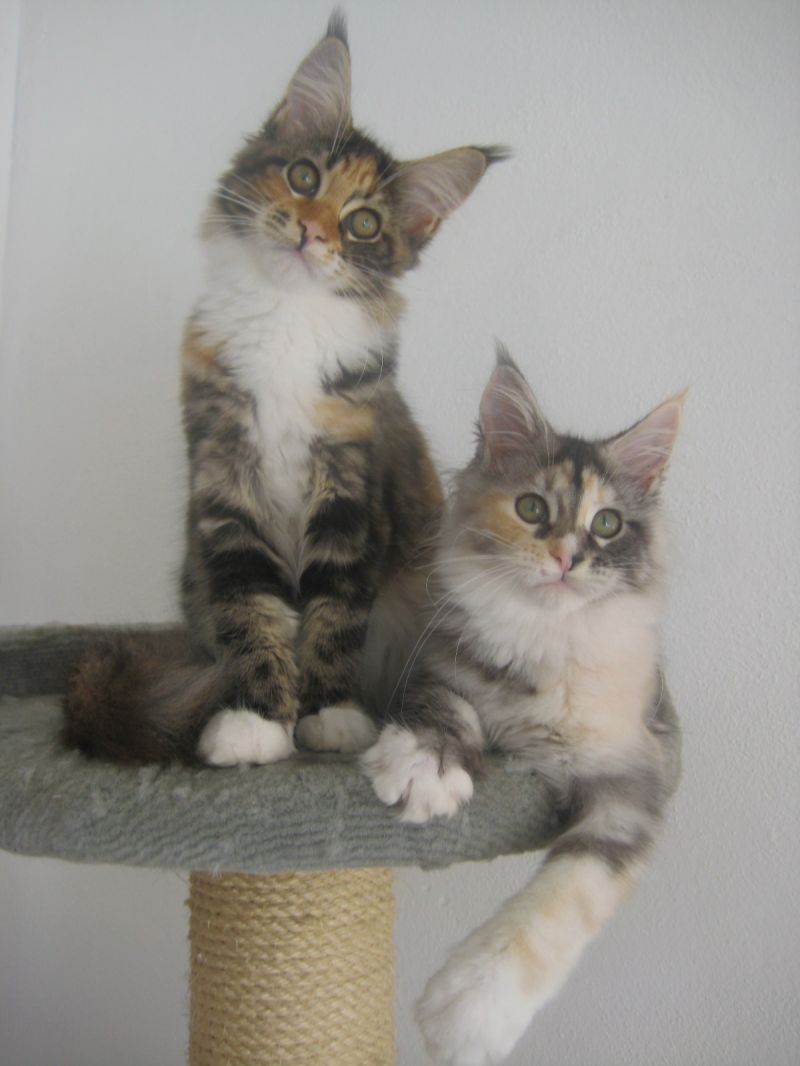 splendidi  cuccioli di  maine coon