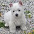 West Highland terrier cucciolo