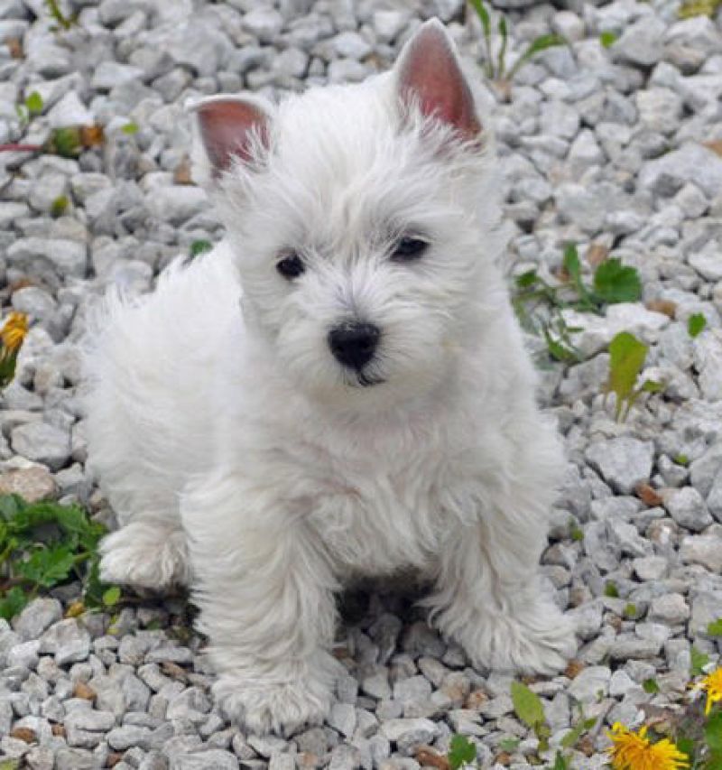 West Highland terrier cucciolo