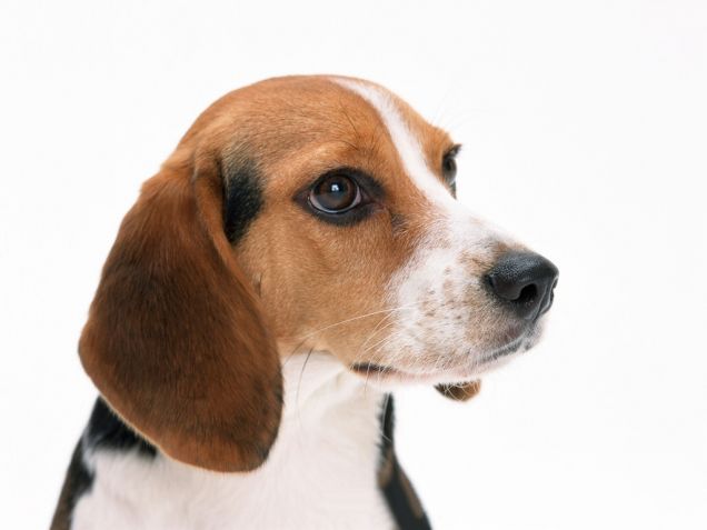 un beagle