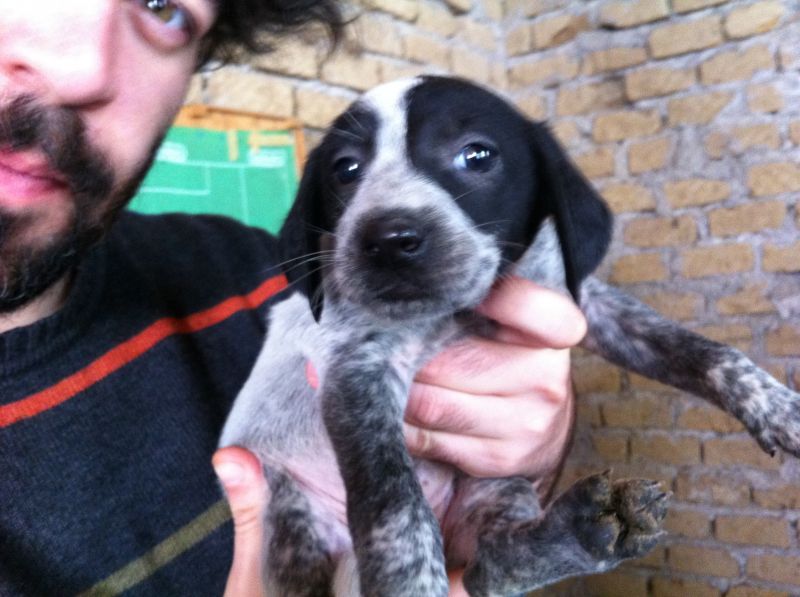 Regalo 3 cuccioli di 2 mesi, zona Frosinone / Roma / Latina