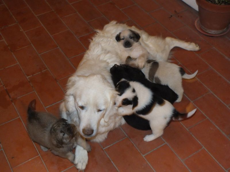 cuccioli incroccio maremmano e pastore de beauce 