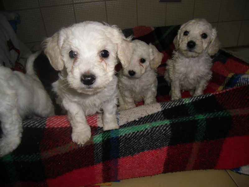 cuccioli di barboncino