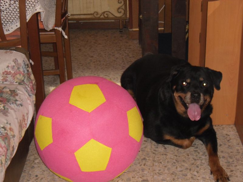 CERCASI  IN REGALO CUCCIOLO ROTTWAILER