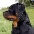 cucciolo  rottweiler