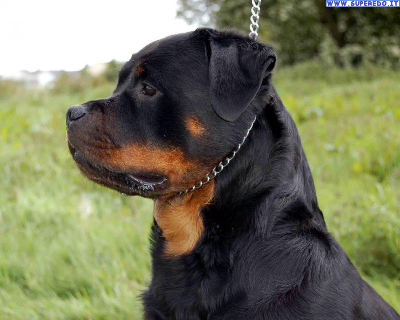 cucciolo  rottweiler