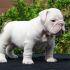 Cerco cucciolA di bulldog inglese