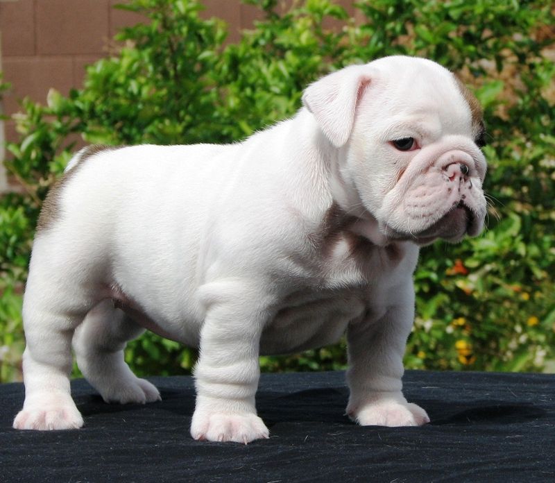 Cerco cucciolA di bulldog inglese