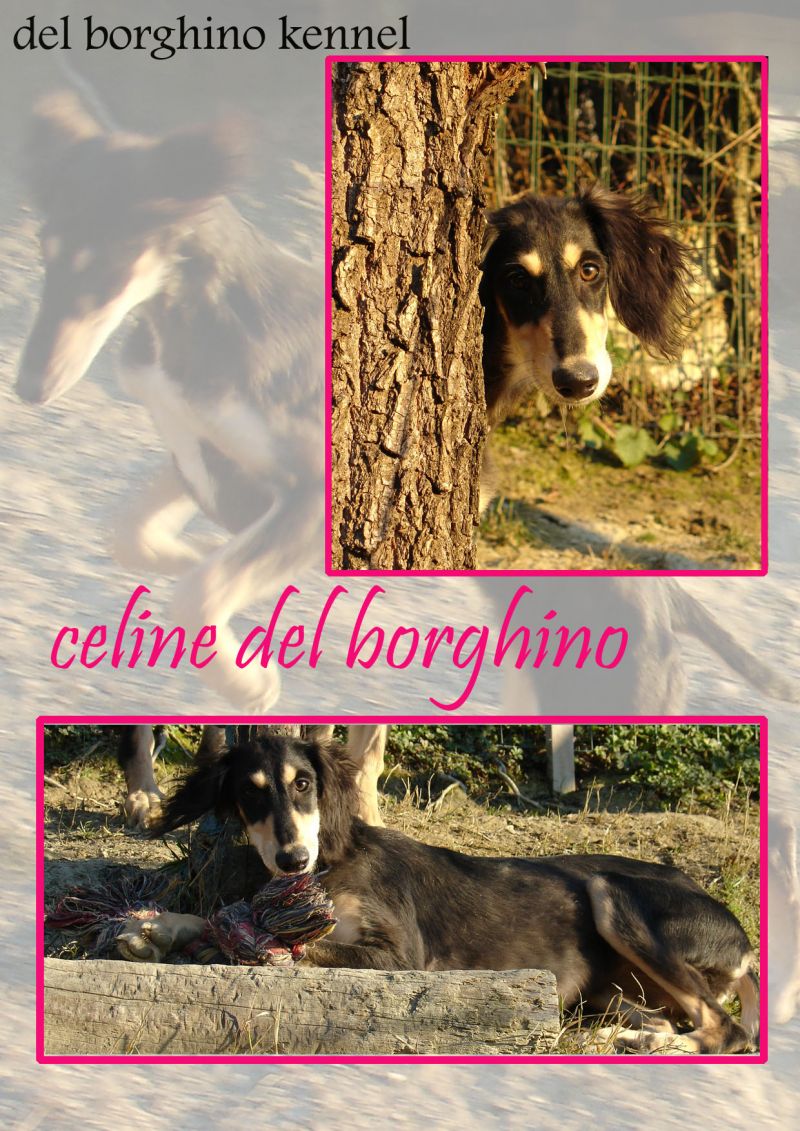 disponibili cuccioli di saluki, levrieri persiani