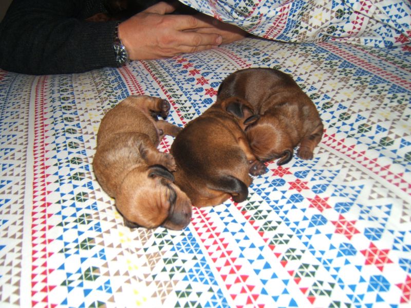 cuccioli bassotto nano pelo corto fulvi