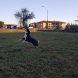 Disc dog Holly