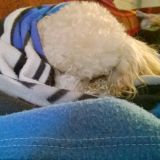 Dolce dormire