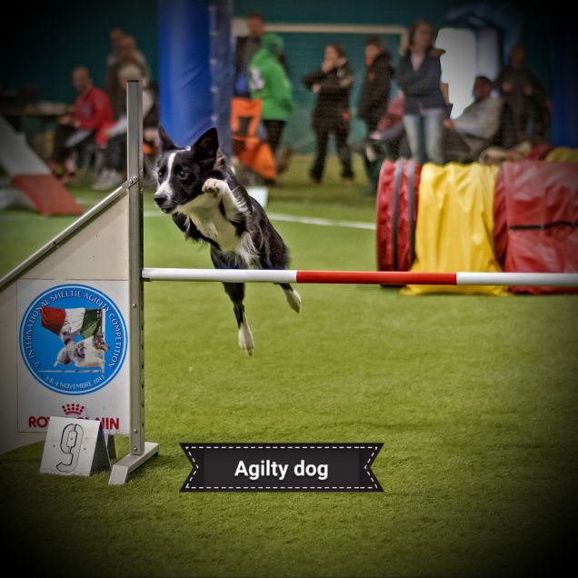Agility dog