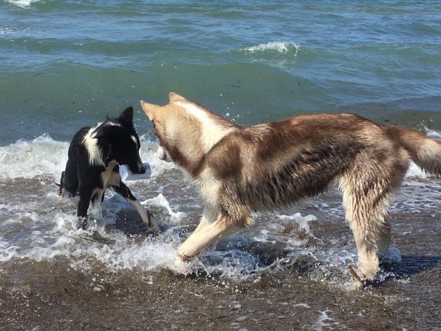 Giochi in acqua