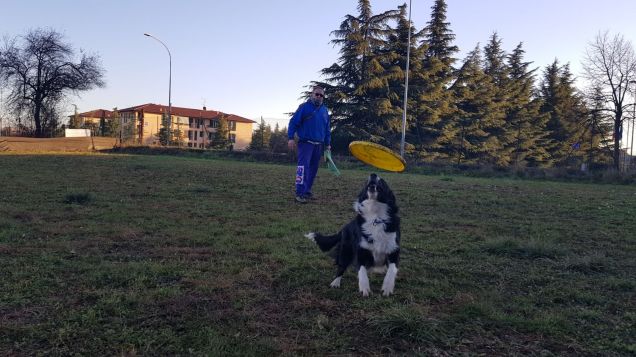 Disc dog