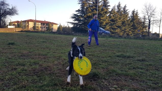 Disc dog