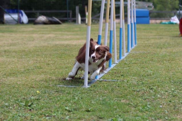 Agility dog