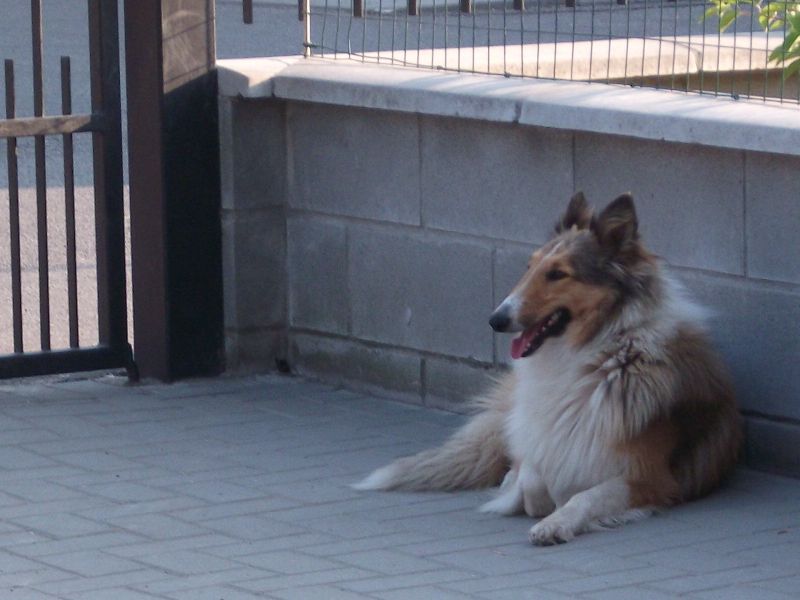 cerco collie 