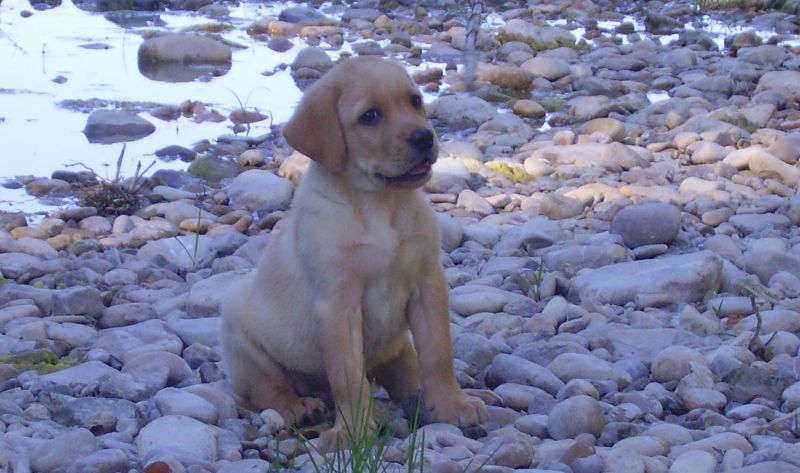 cerco cane in adozione