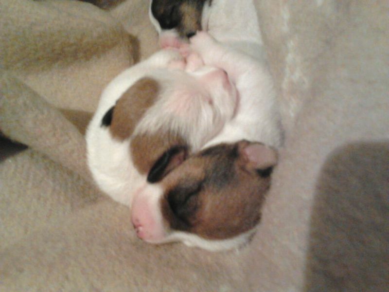 Vendo cuccioli di Jack Russell Terrier