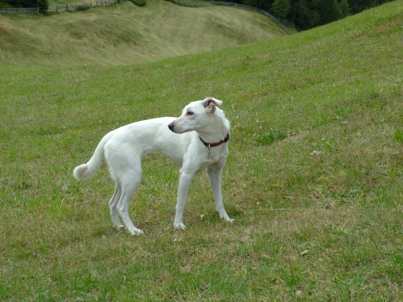 Bellissima levrierina