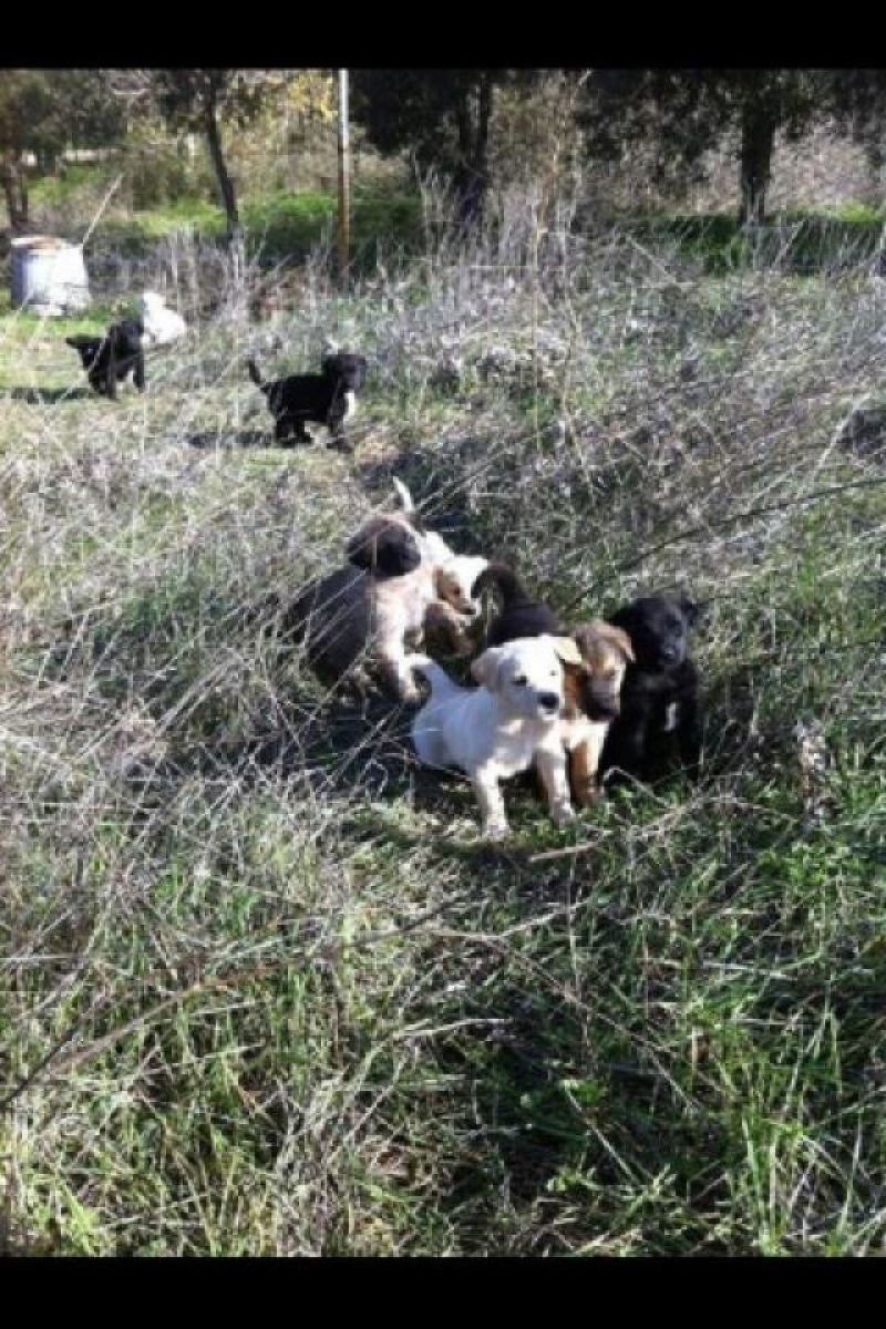 cuccioli cercano una casa