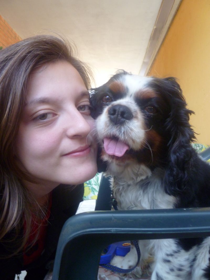 Cerco Cavalier King femmina da adottare