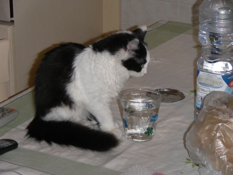 cerco cucciolo di maine coon