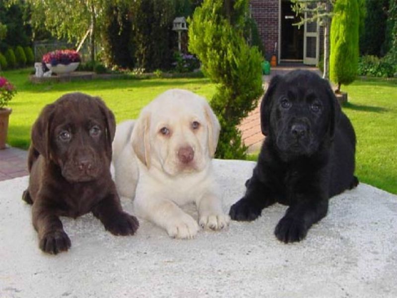 Cerco cucciolo labrador 