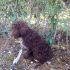 cucciolo di lagotto femmina di 4 mesi