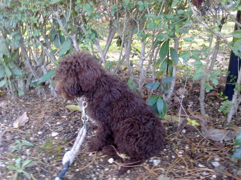 cucciolo di lagotto femmina di 4 mesi